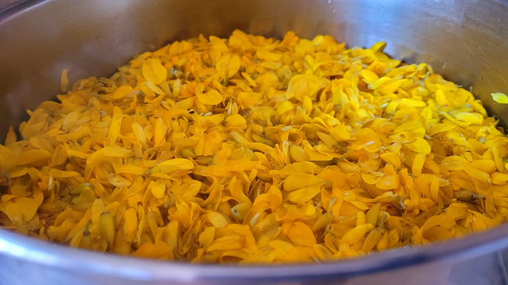 A saucepan of gorse flowers in water to simmer