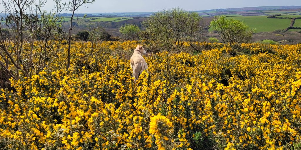 Dog standing on a rock in the centre of gorse bushes