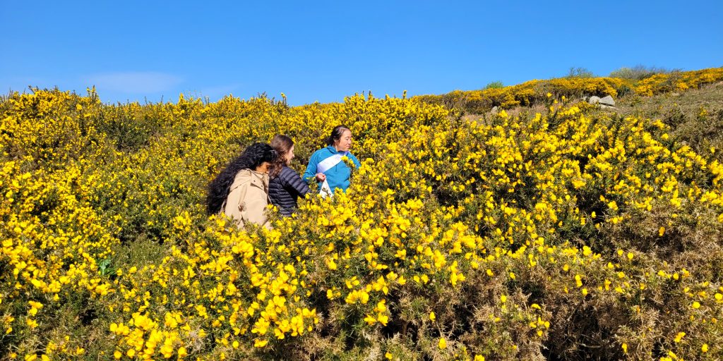 A guided foraging event to learn about and harvest gorse together