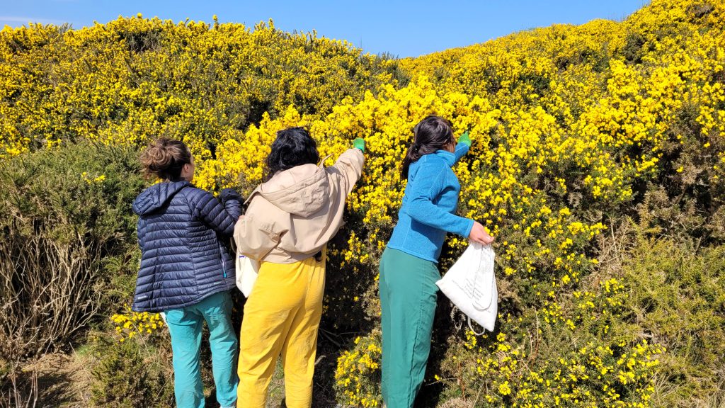 Foraging for gorse in west cornwall