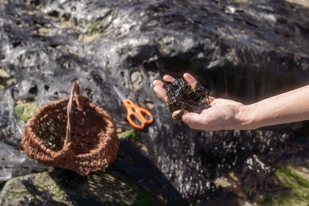 basket and scissors to cut seaweed