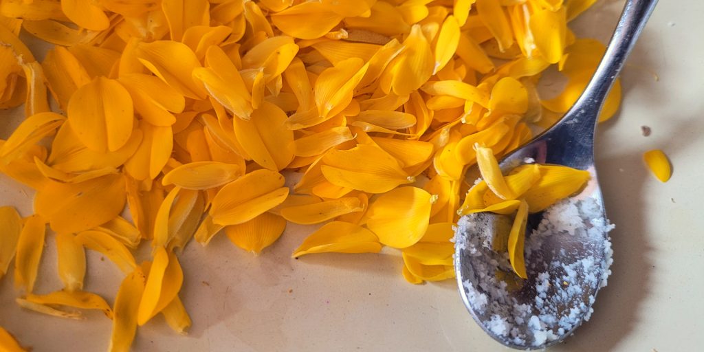 Gorse petals separated from the fury sepals and stamen