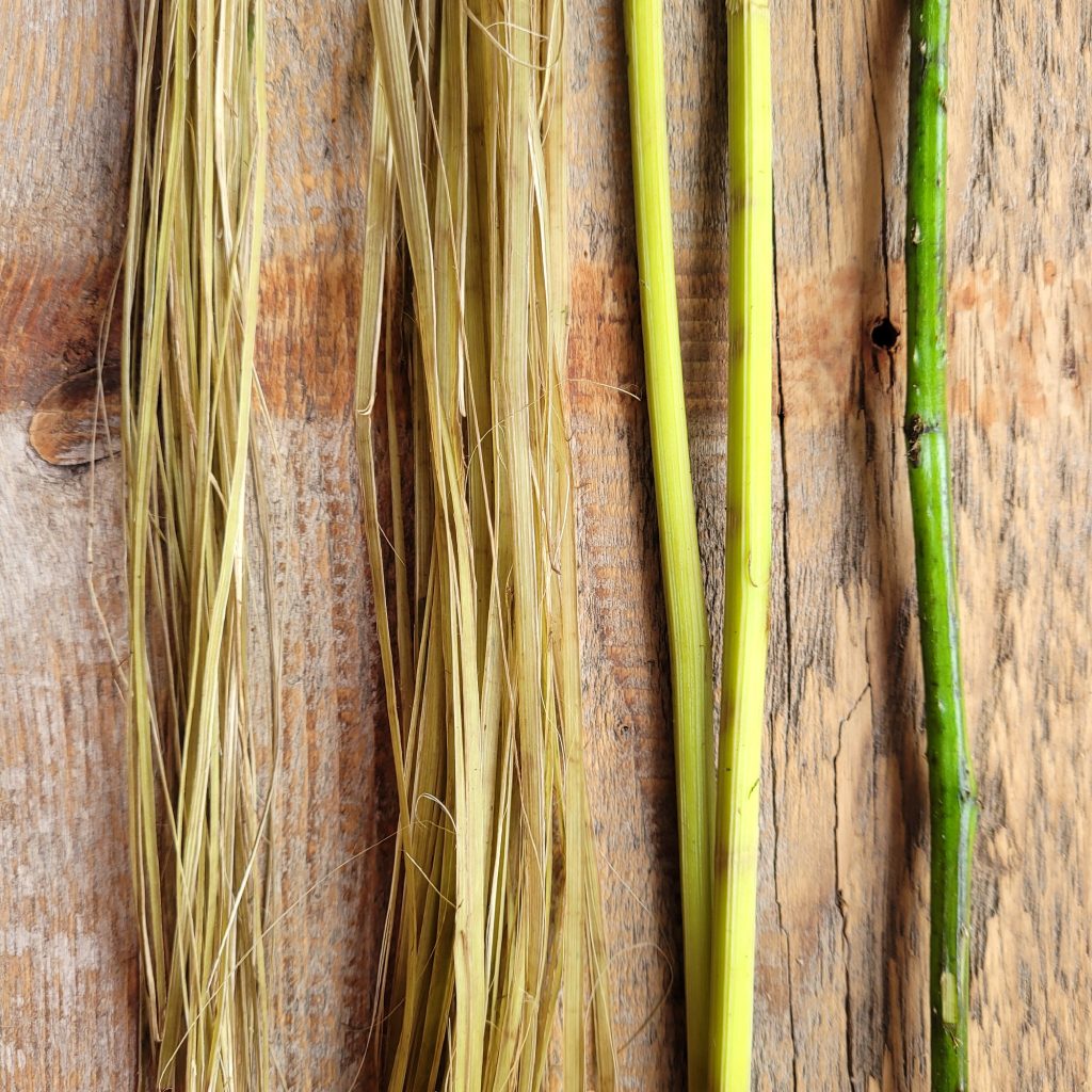 Stages of making cordage from bramble fibres