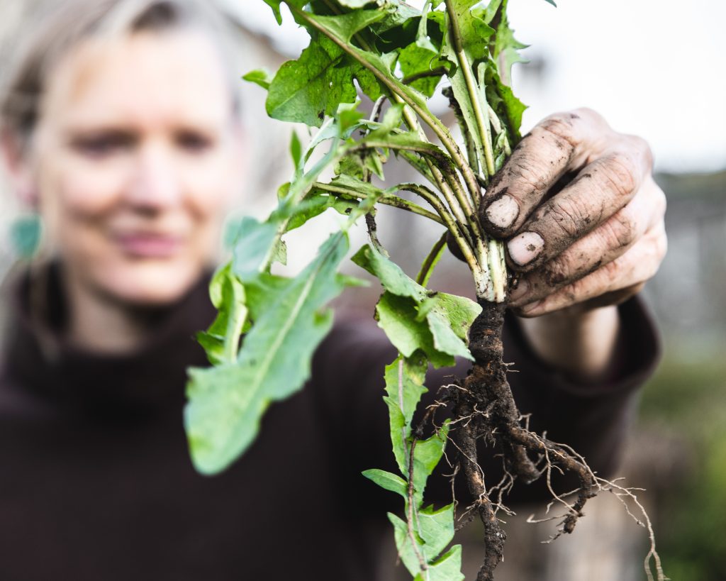 Forager Rachel Lambert holding up a freshly dug dandelion root