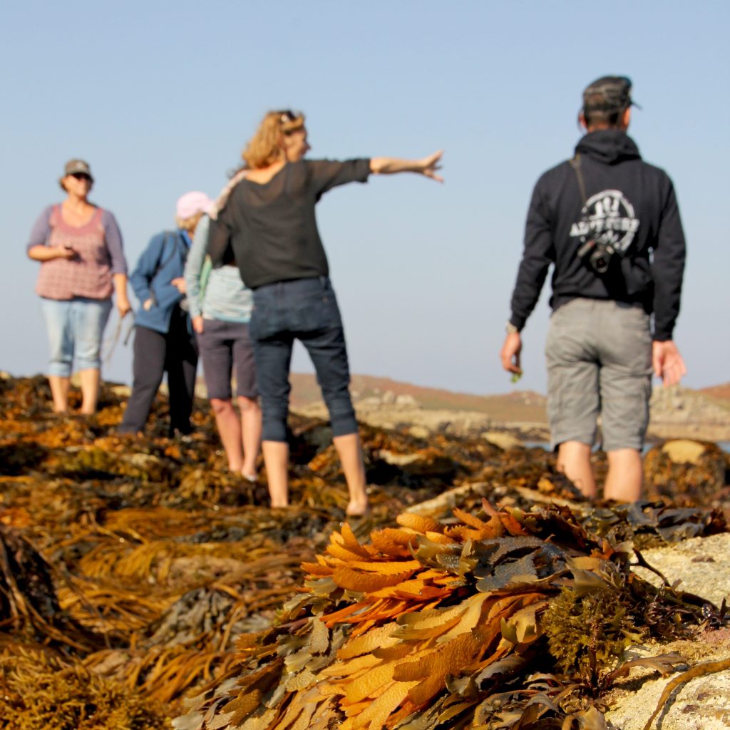 Forager Rachel Lambert leads group to learn about seaweeds