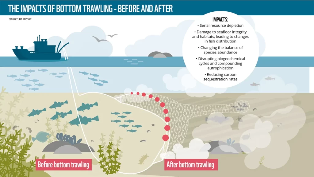 What trawling does to our seaweeds