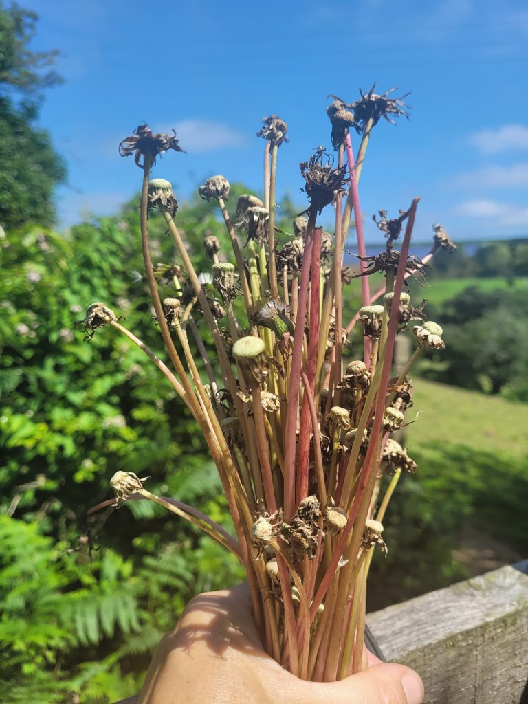 Handful of dandelion stems after the seeds have flown, to make into cordage