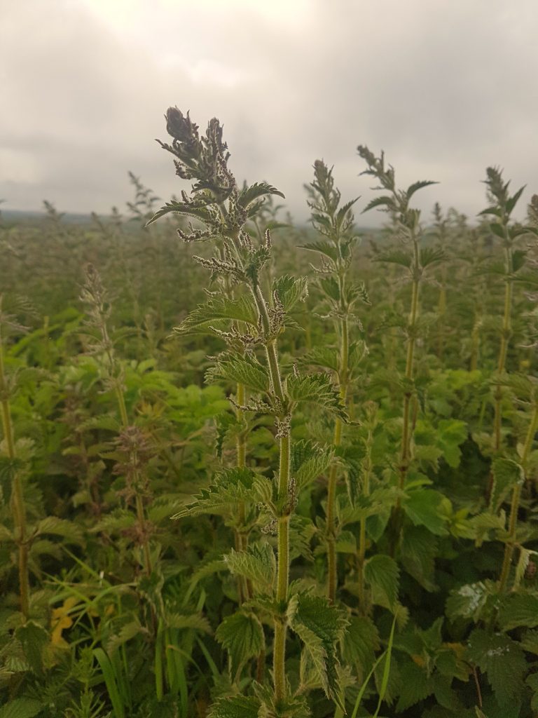 Stinging nettles in flower