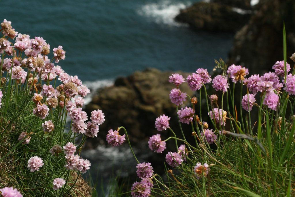 Thrift in flower on the coast