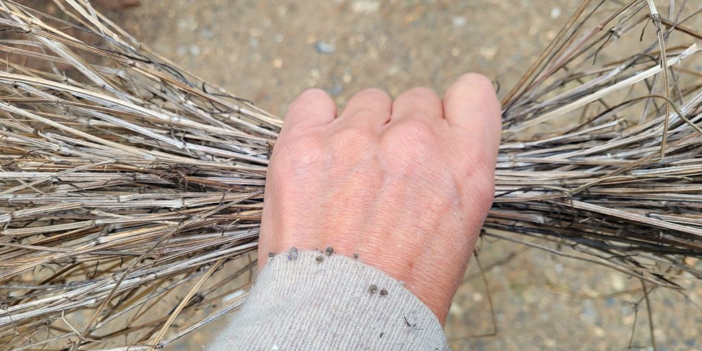 A hand holding dried stems of goosegrass and a sleeve with the seeds stuck on it