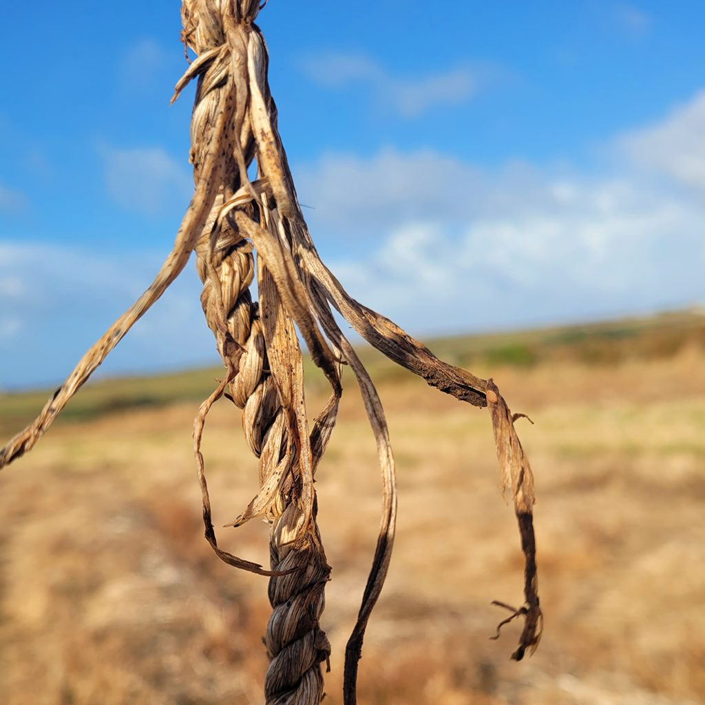 A raw piece of cordage made from daffodil stems in the field
