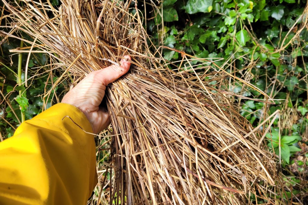 A hand holding damp stems of cleavers for heritage craft making