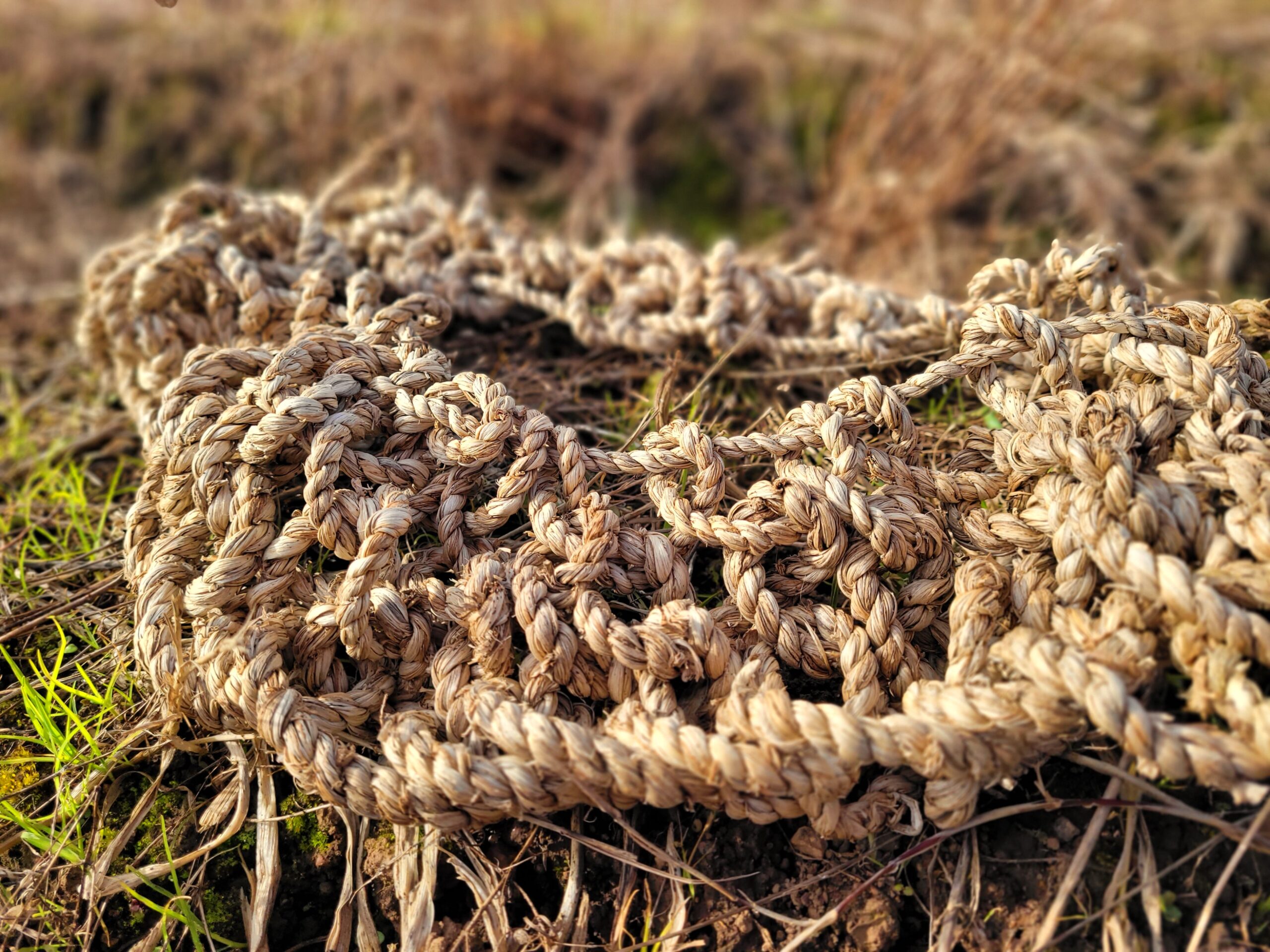 Heritage craft made from dried, gleened daffodil stems sitting in a field