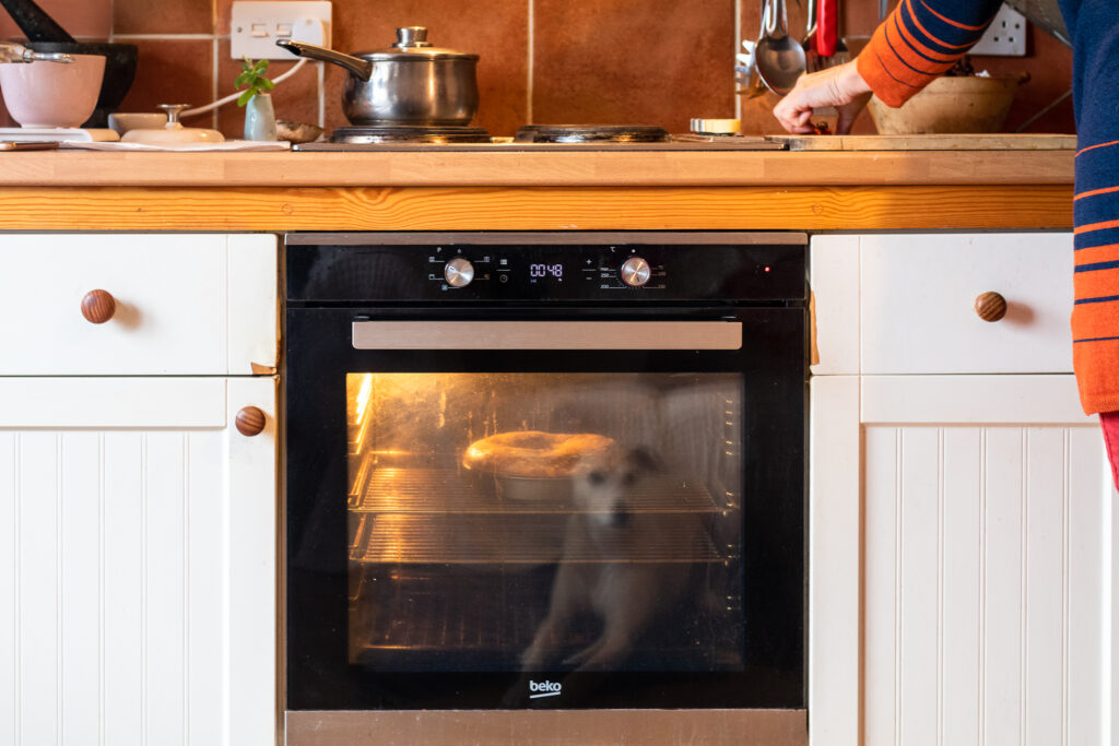 Dog reflected on the door of the oven as the haw berry cheesecake bakes