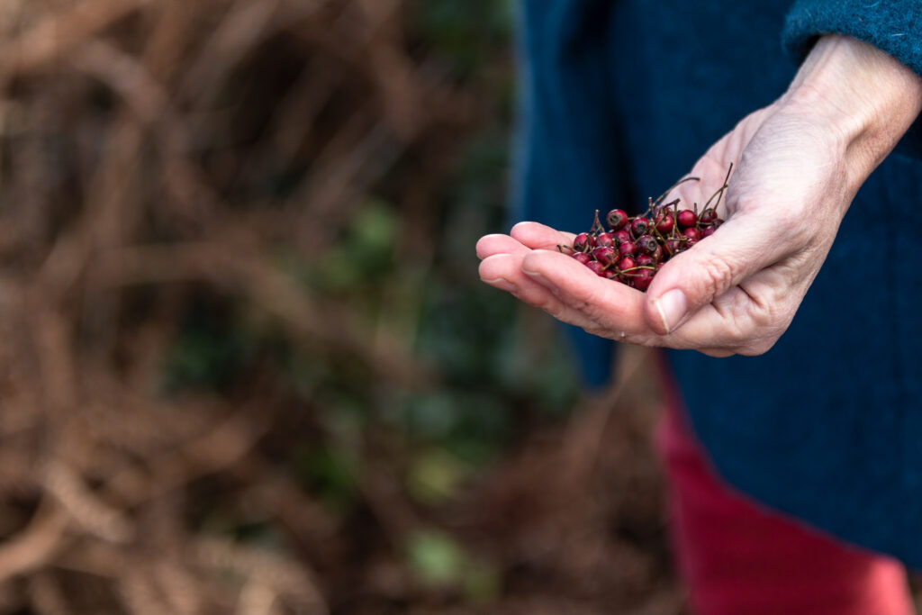 A handful of ripe haw berries with a background of brown bracken and a blue coat
