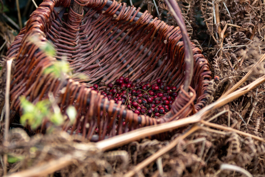 A gypsy-style withy basket with haw berries in, nestled in brown bracken