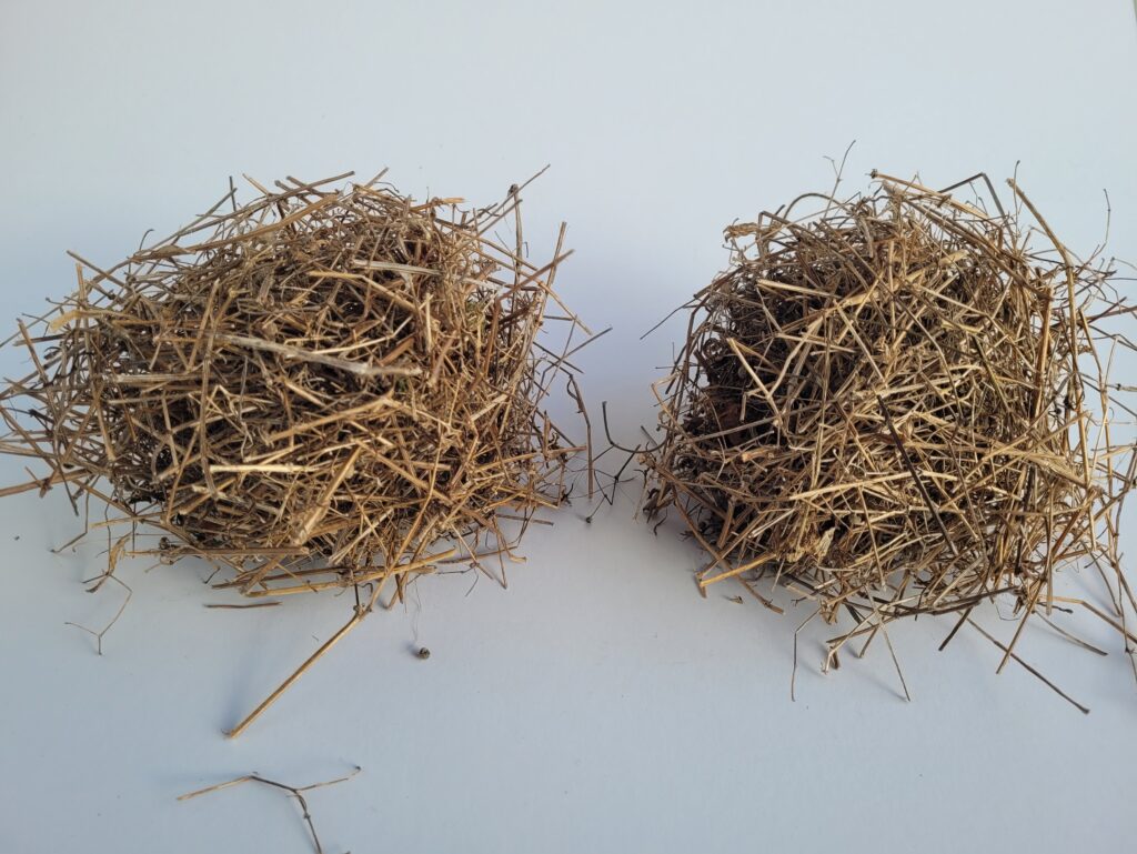 Two balls, reminiscent of nests made from small pieces of cleavers stems