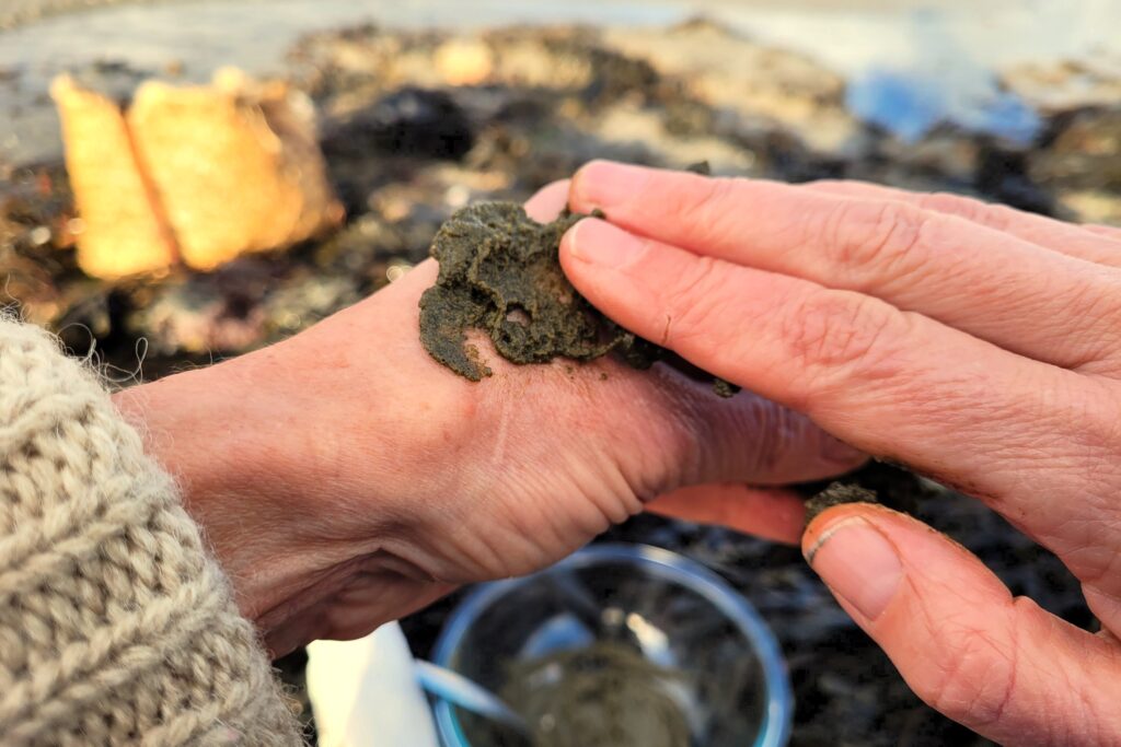 a close up of hands rubbing a seaweed paste into the skin with a background of seaweed and a basket on the beach