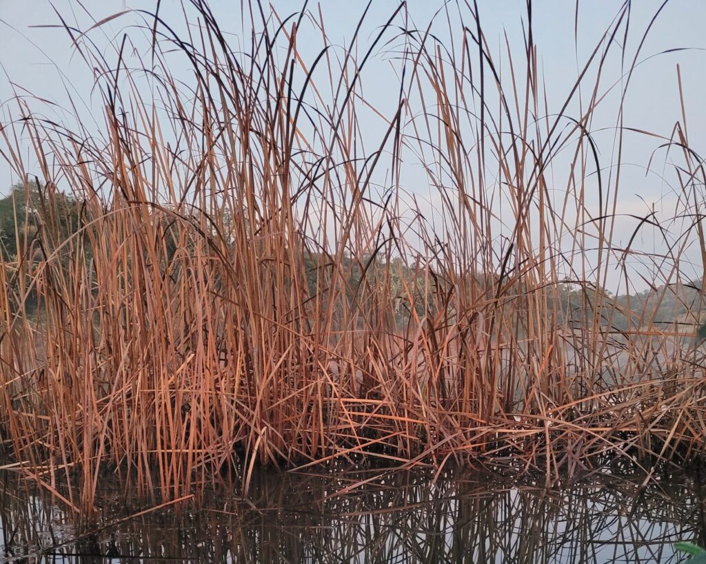 Round bullrushes growing in South Portugal