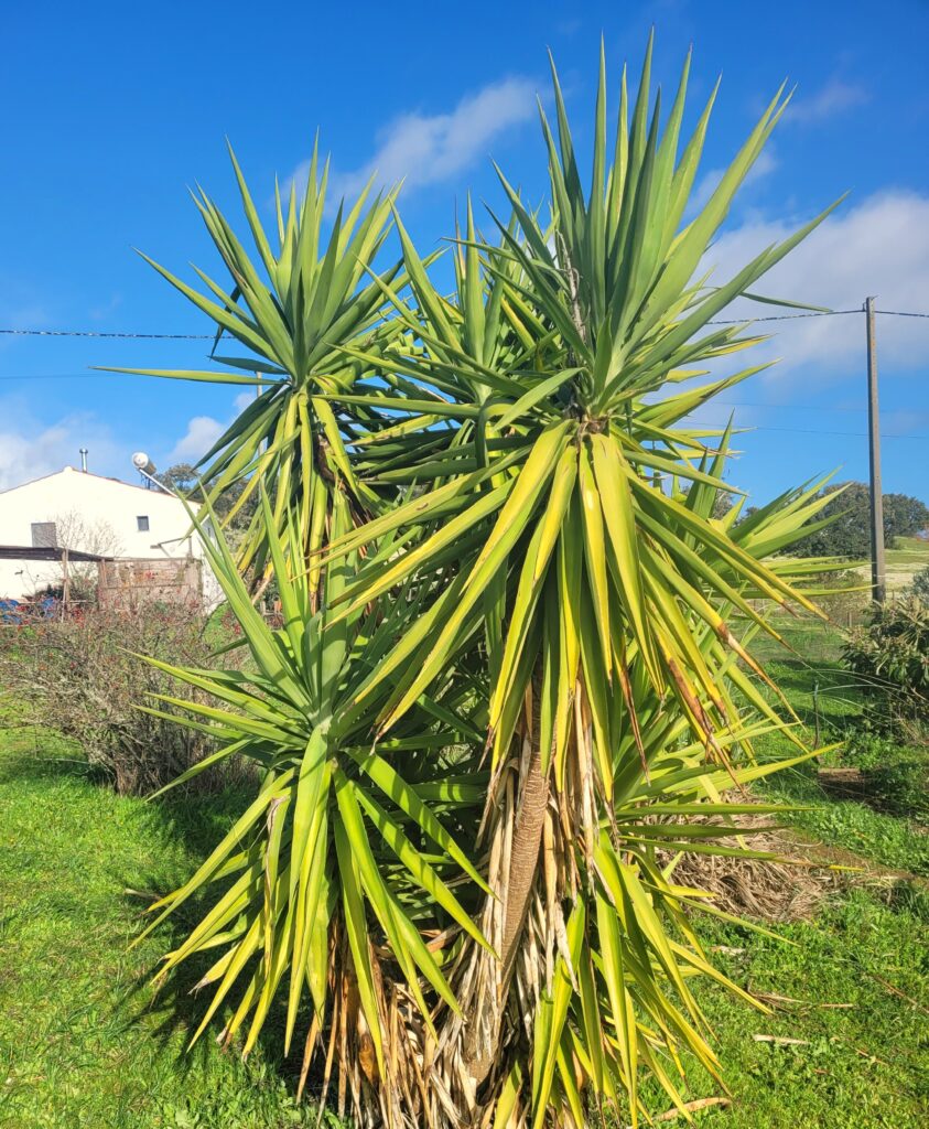 A small Yucca tree with fresh green and decaying brown leaves with backdrop of blue sky and casita in Portugal