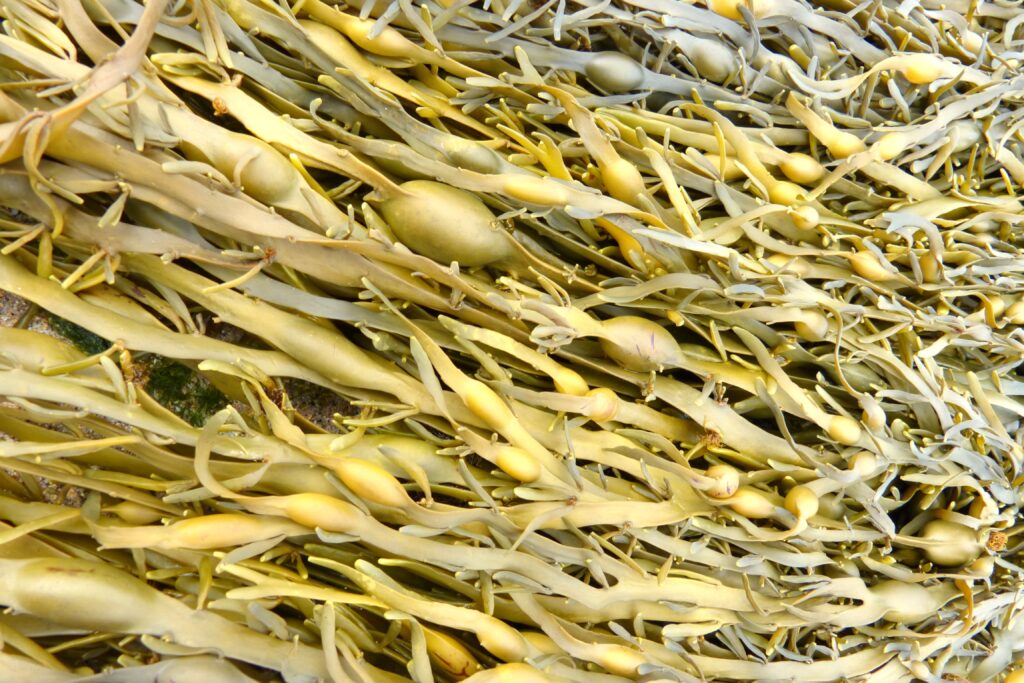 A close up of a brown seaweed on the beach
