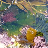 Rockpool of colourful seaweeds in Cornwall