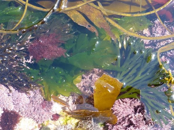 Rockpool of colourful seaweeds in Cornwall
